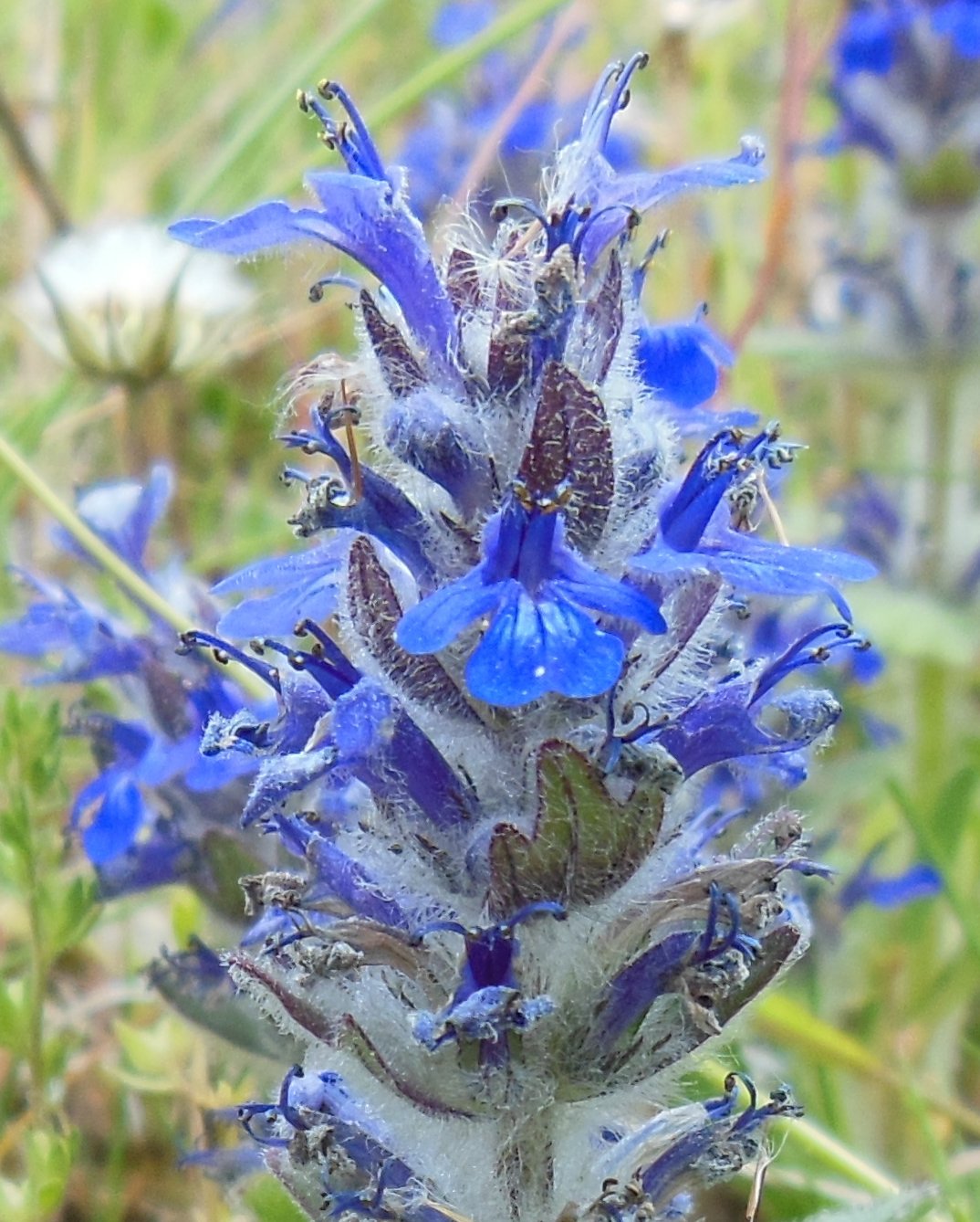 ajuga genevensis