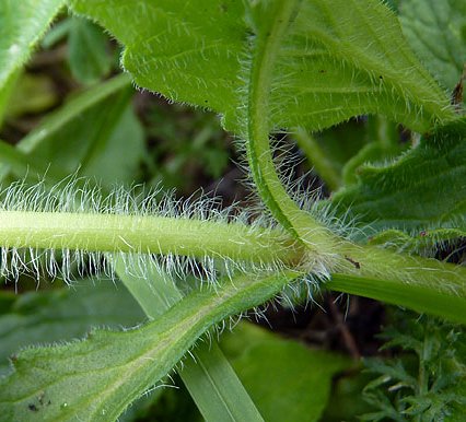 ajuga genevensis