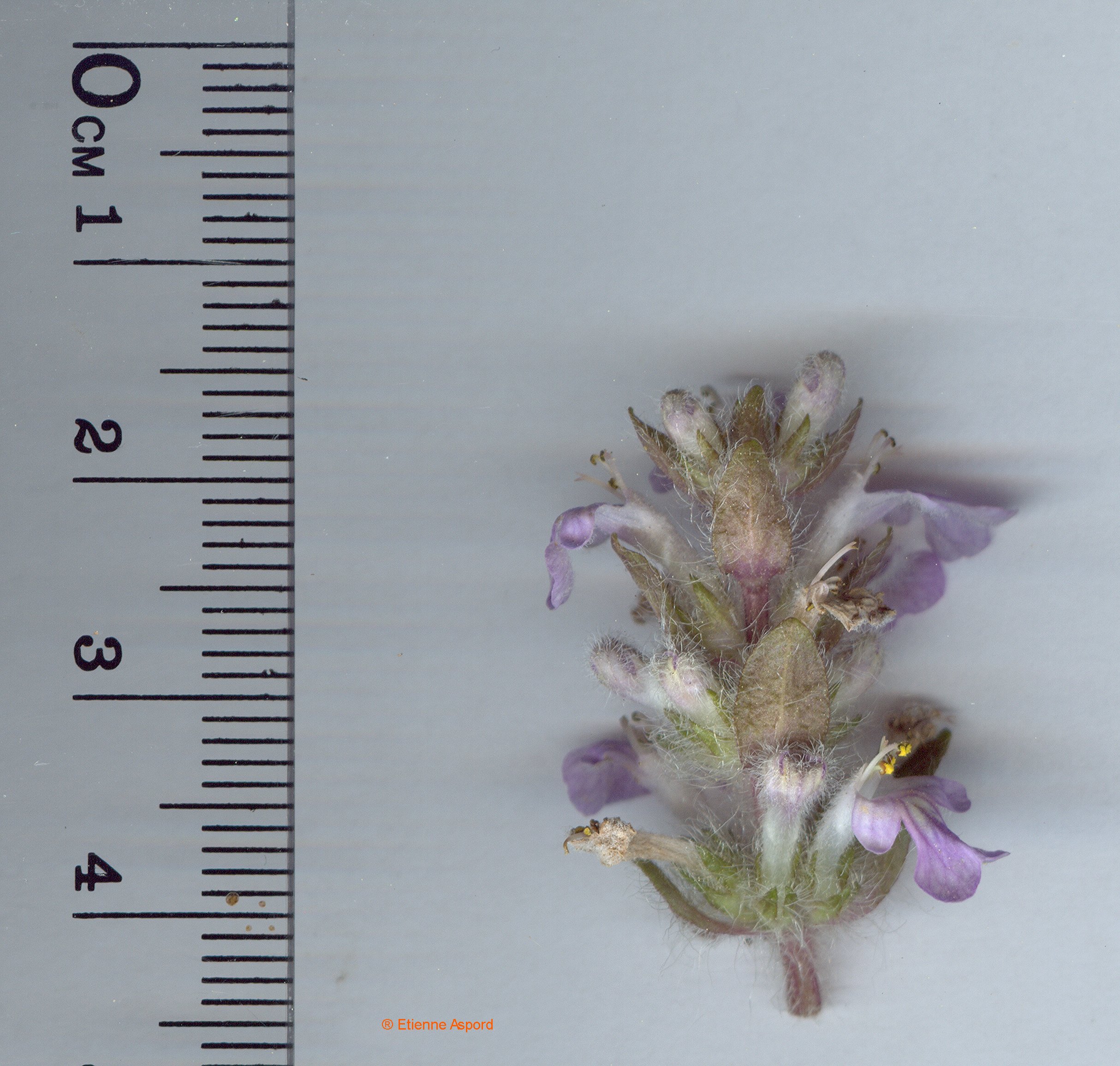 ajuga reptans