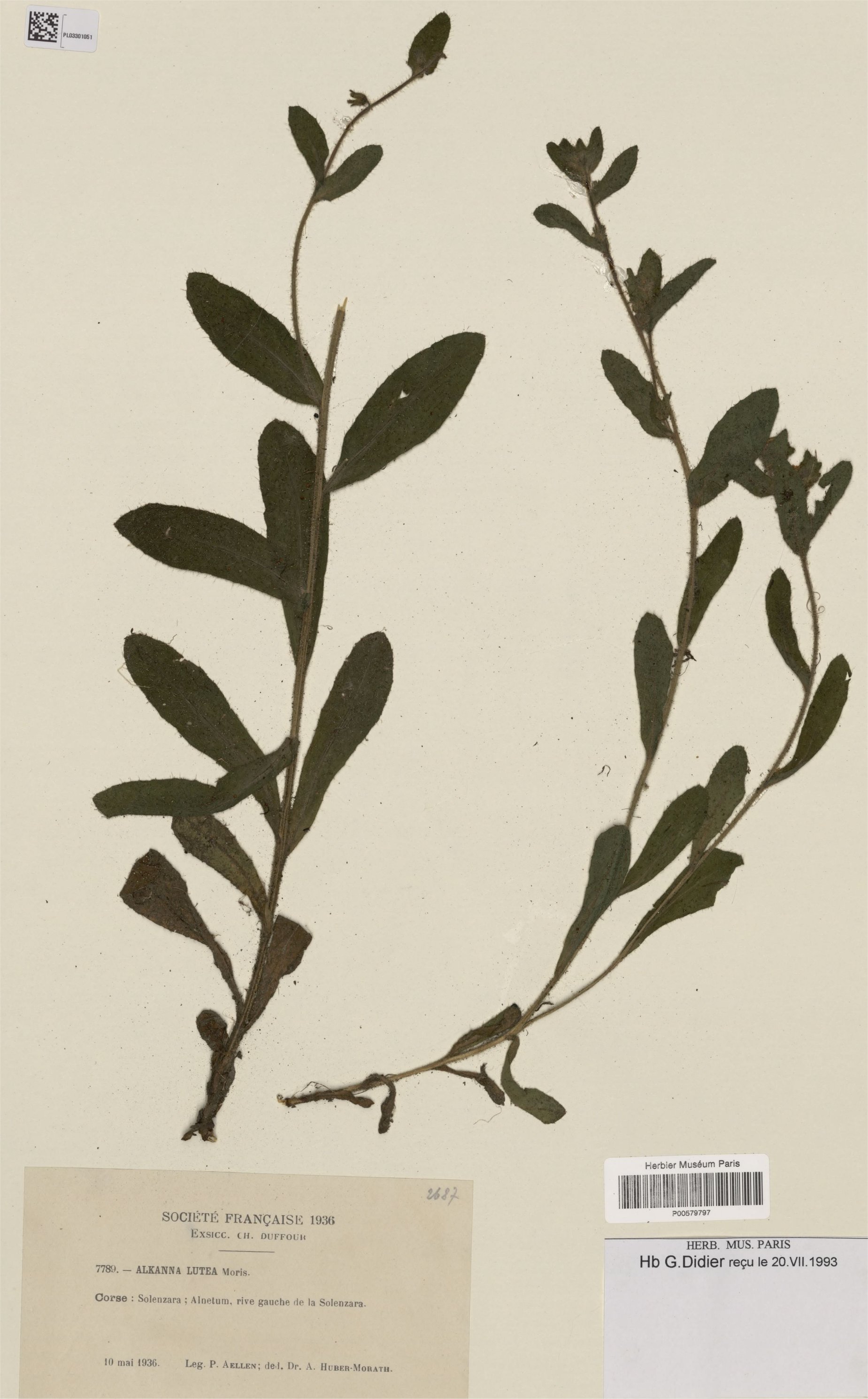 alkanna lutea