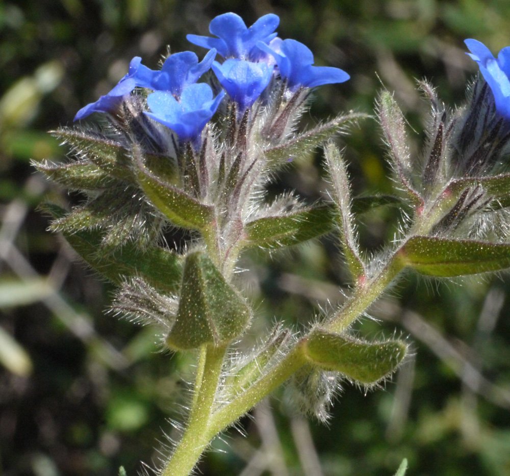 alkanna tinctoria