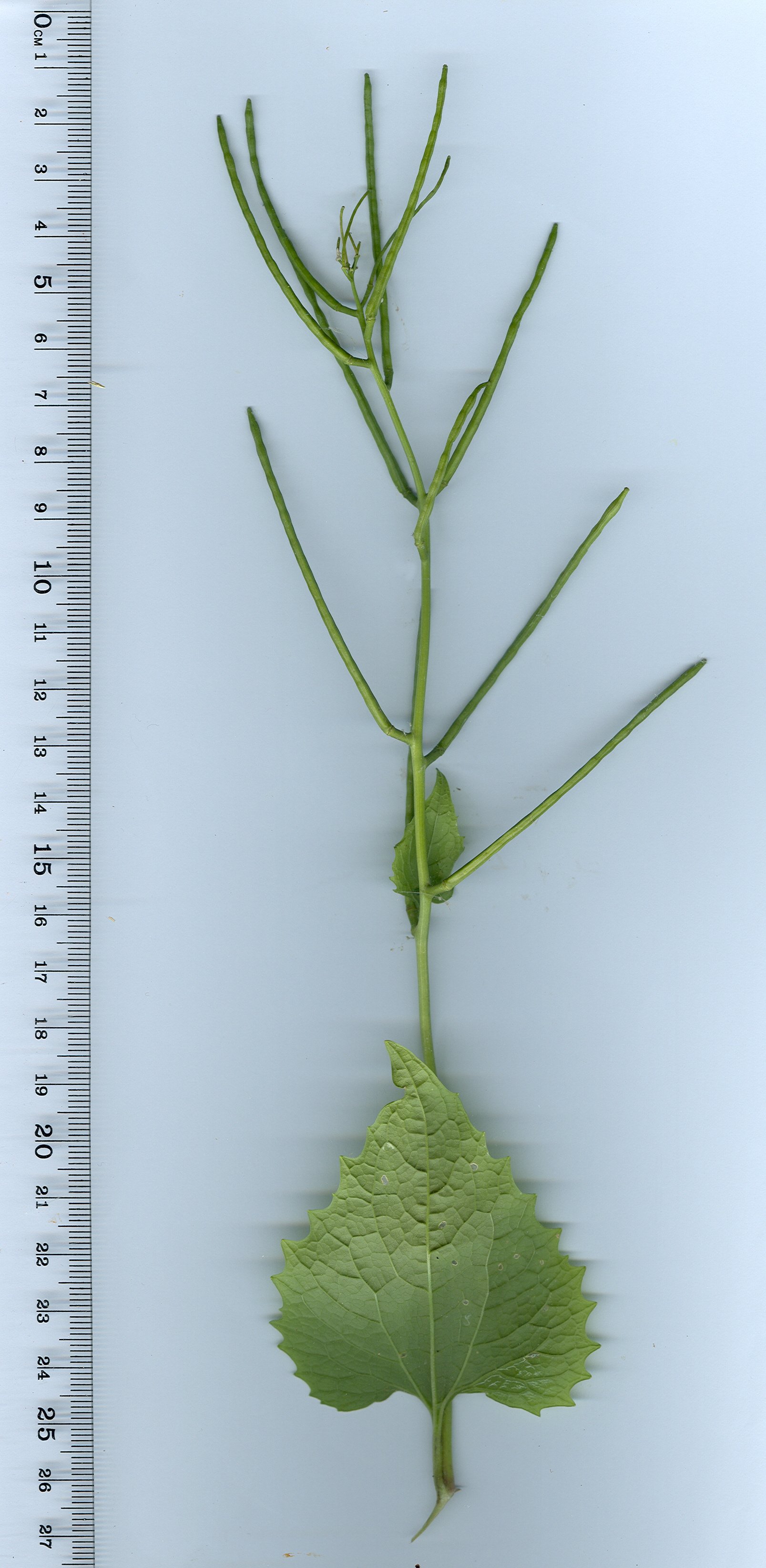 Alliaria petiolataalliaria petiolata