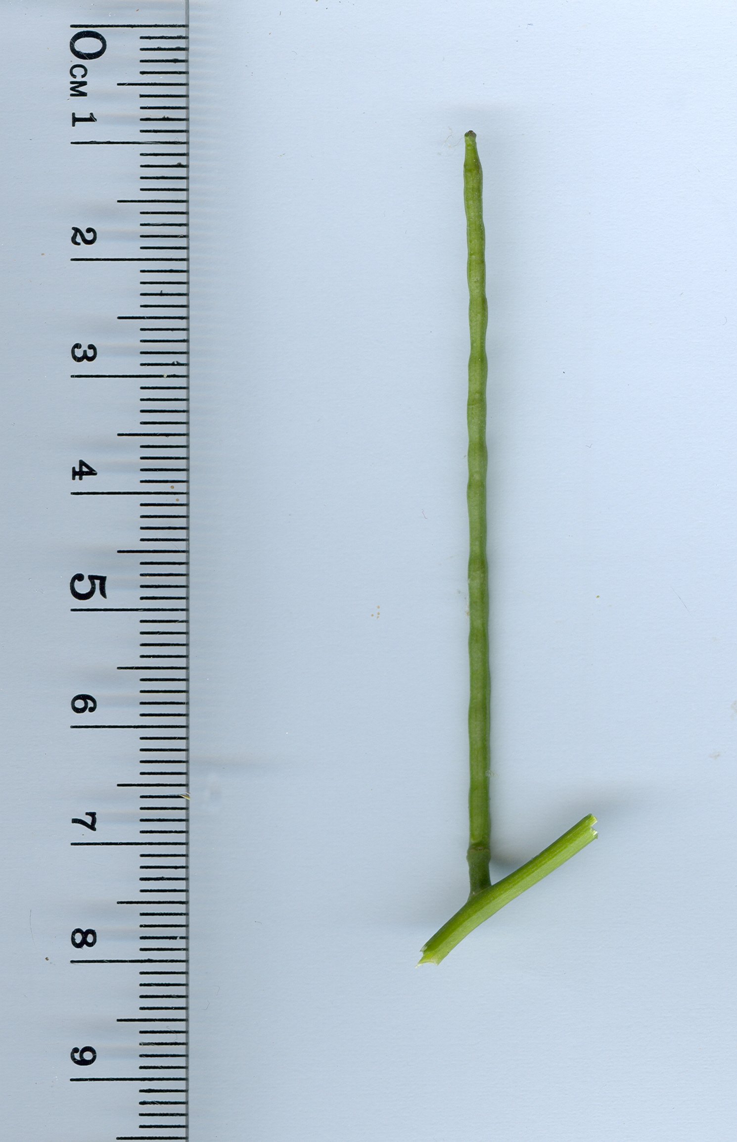 Alliaria petiolataalliaria petiolata