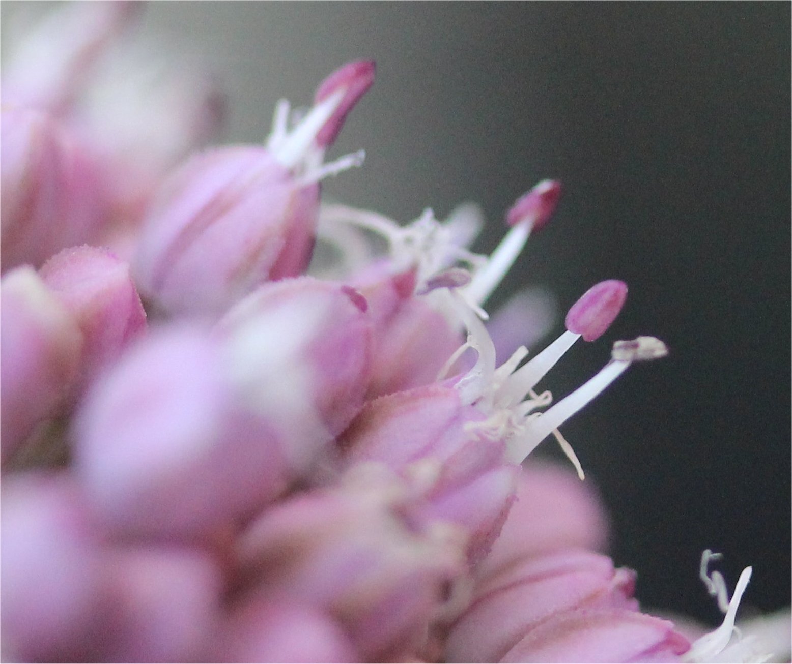 allium-commutatum