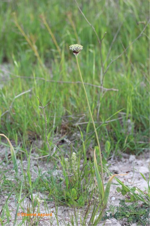 allium-nigrum