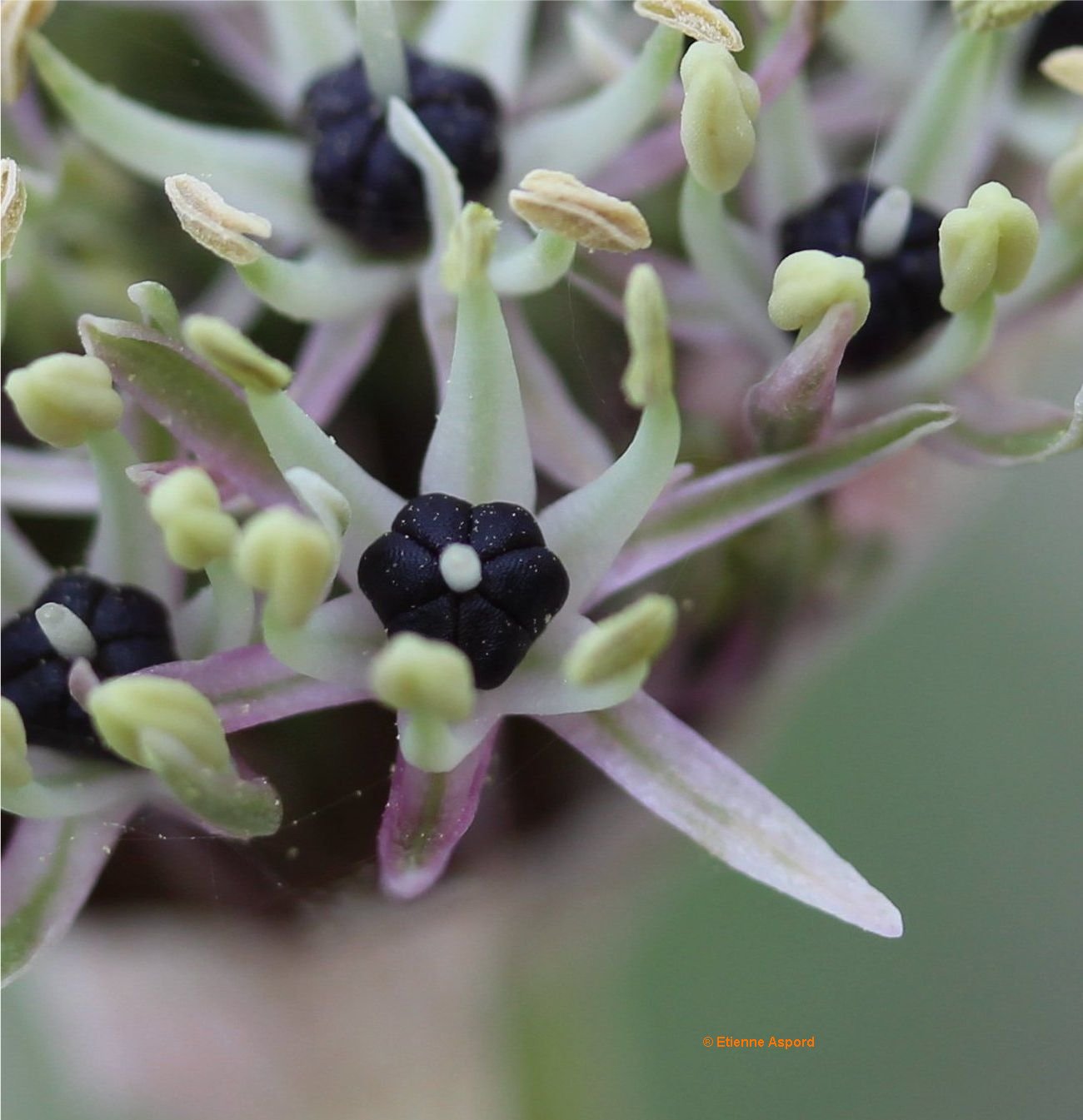 allium-nigrum