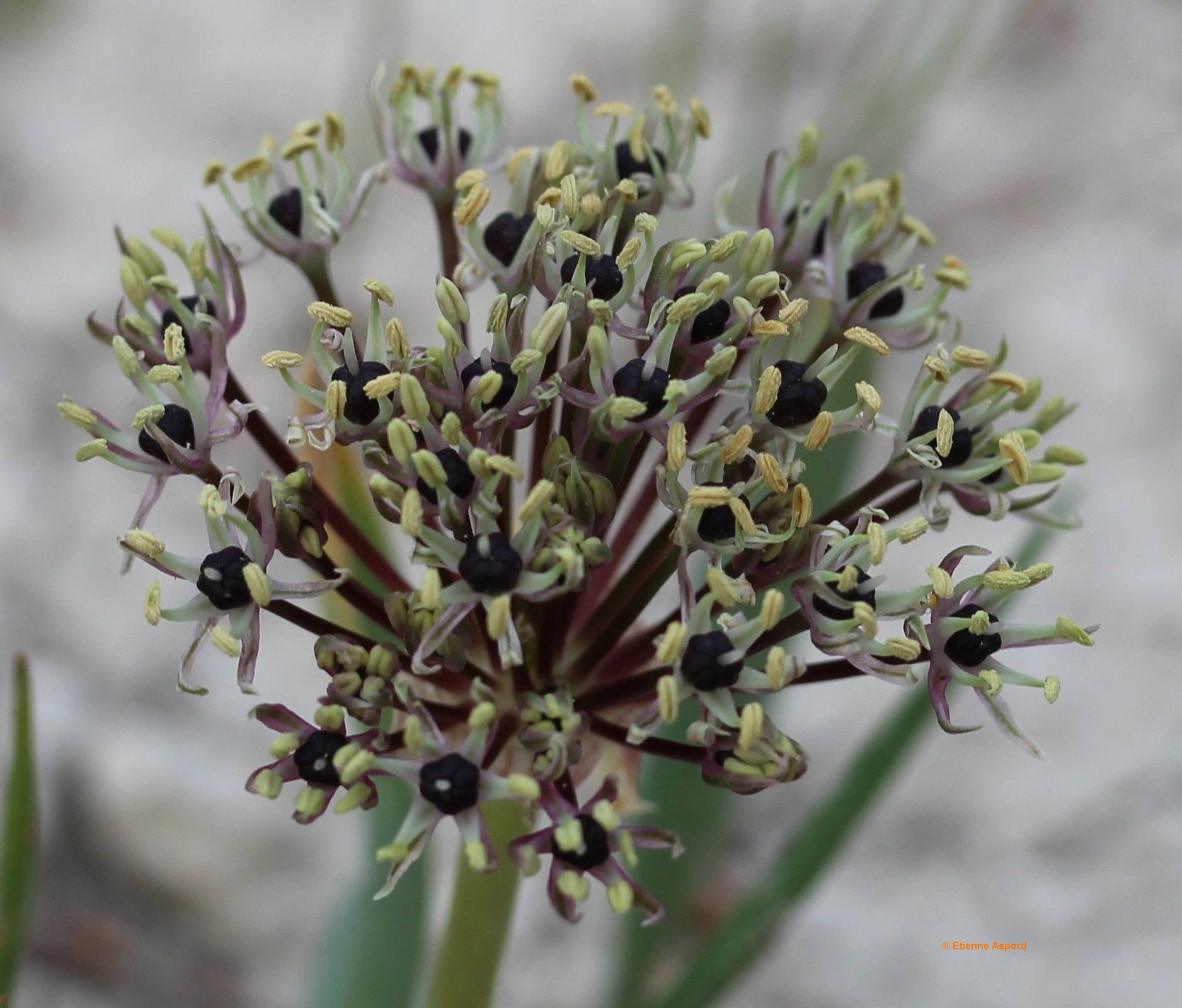 allium-nigrum
