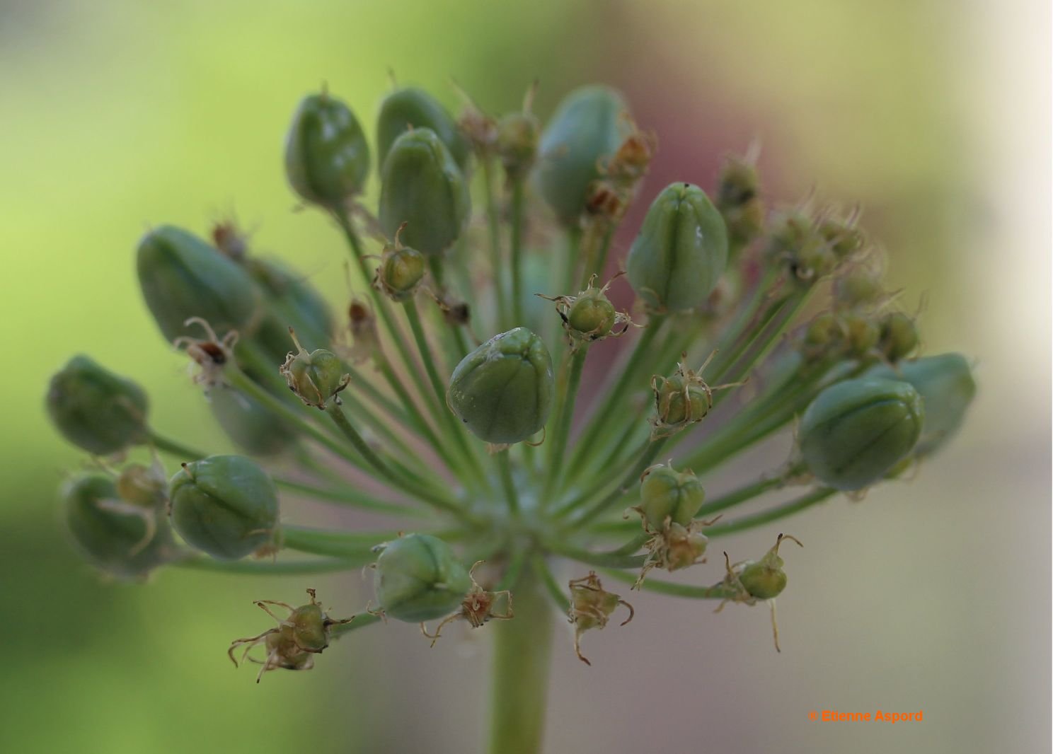 allium-nigrum