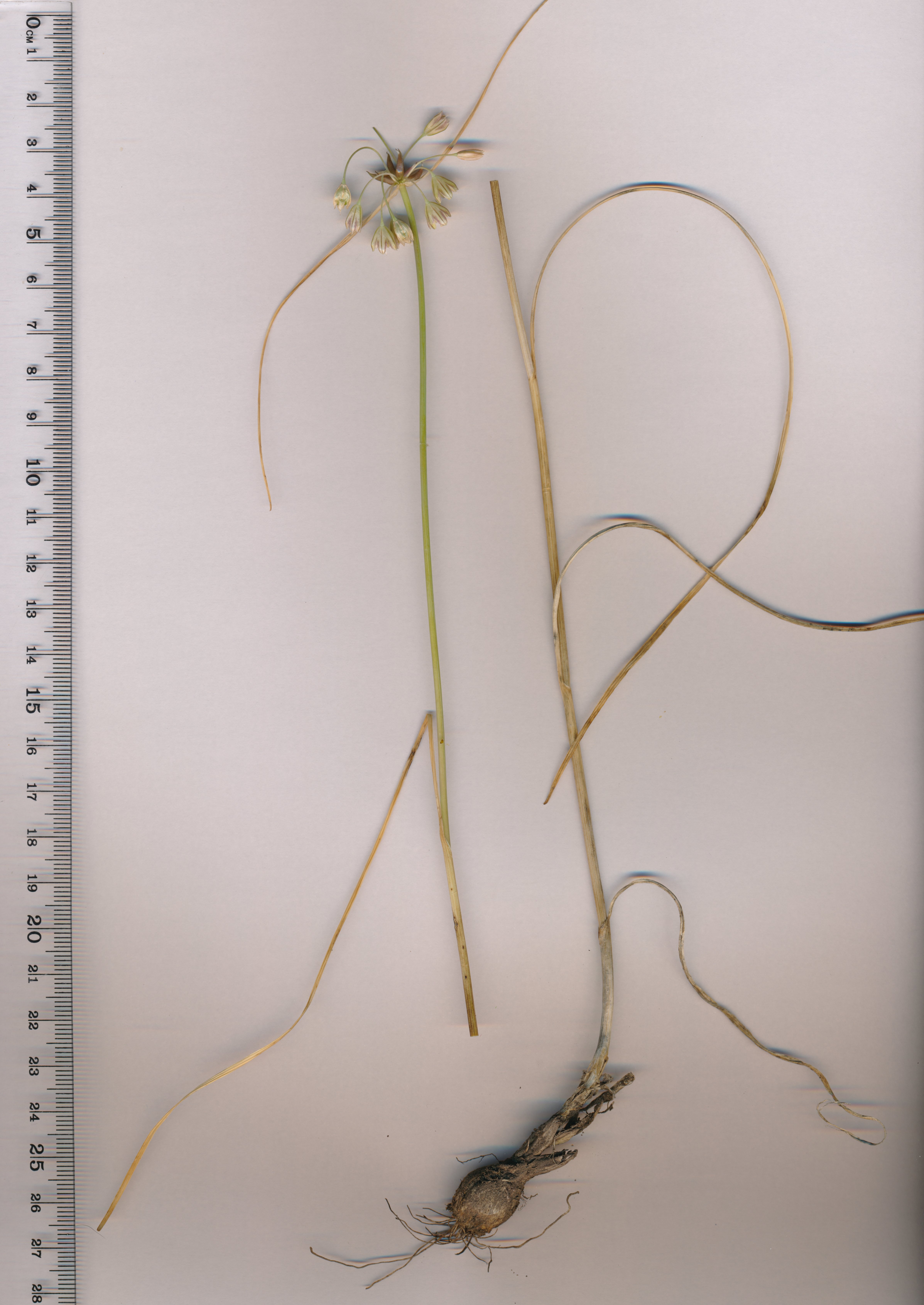 allium-oleraceum