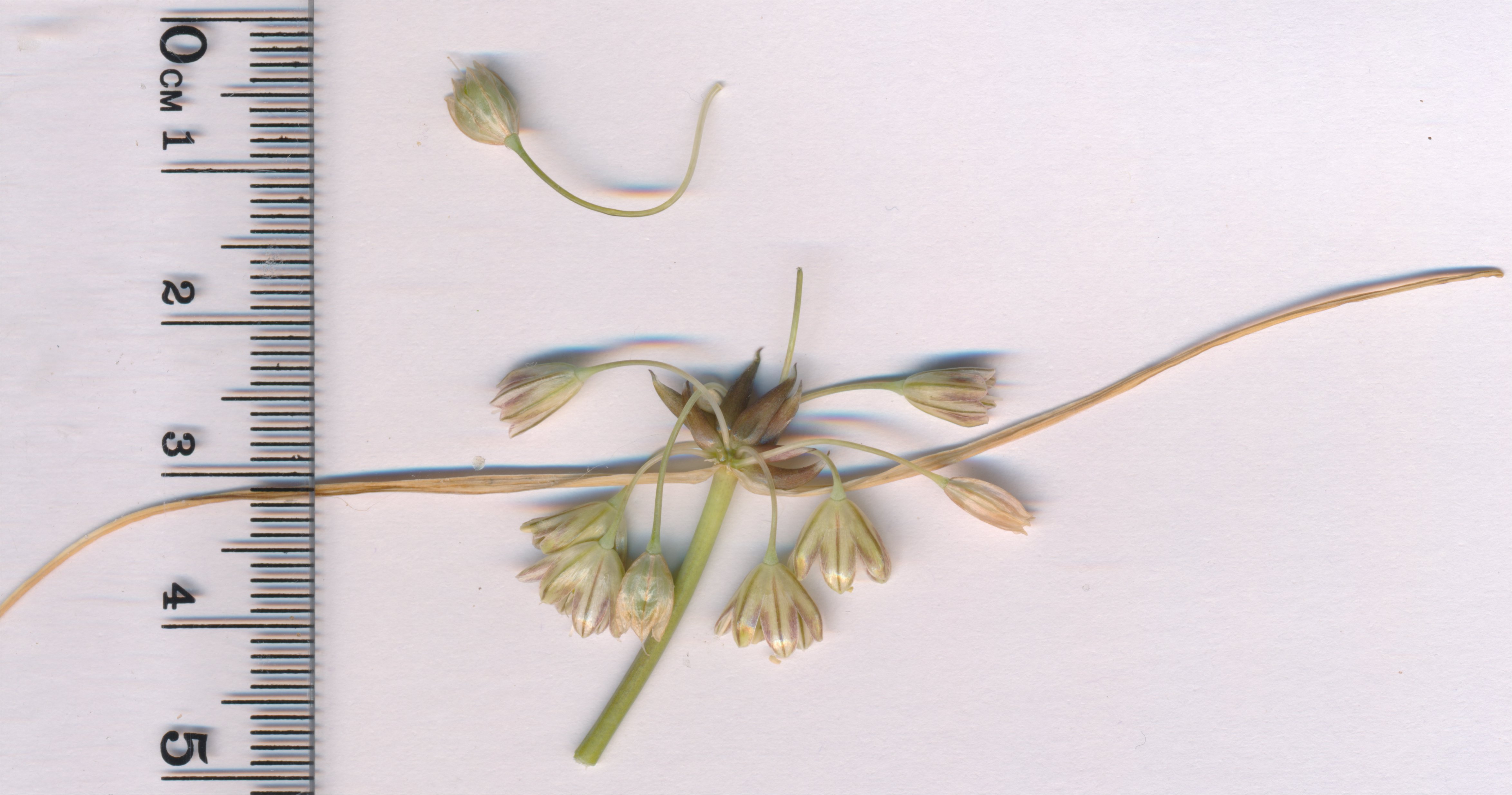 allium-oleraceum