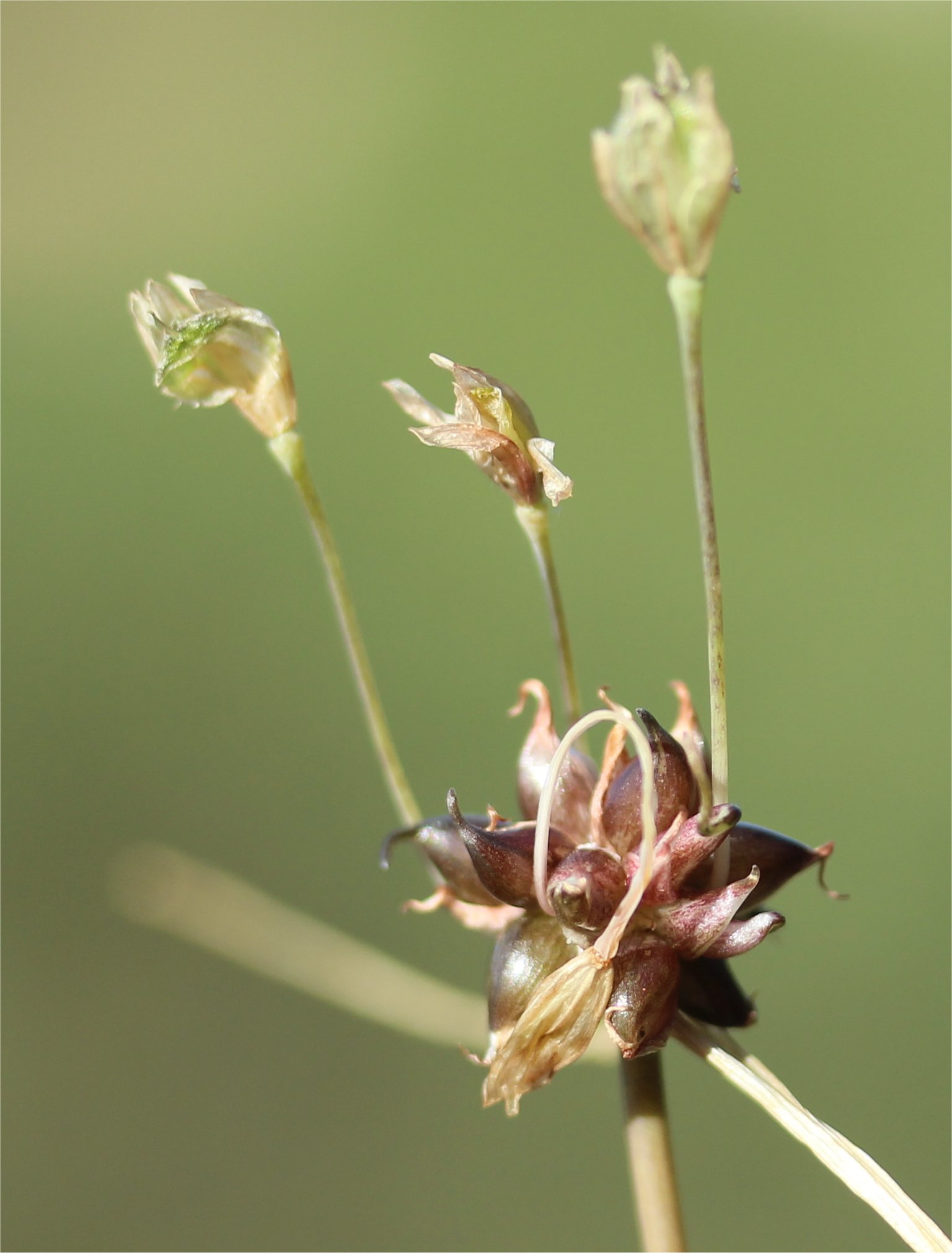 allium-oleraceum