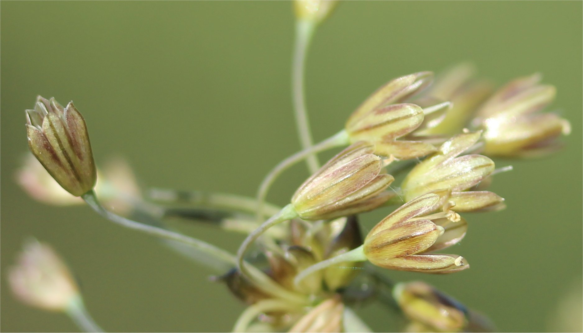 allium-oleraceum
