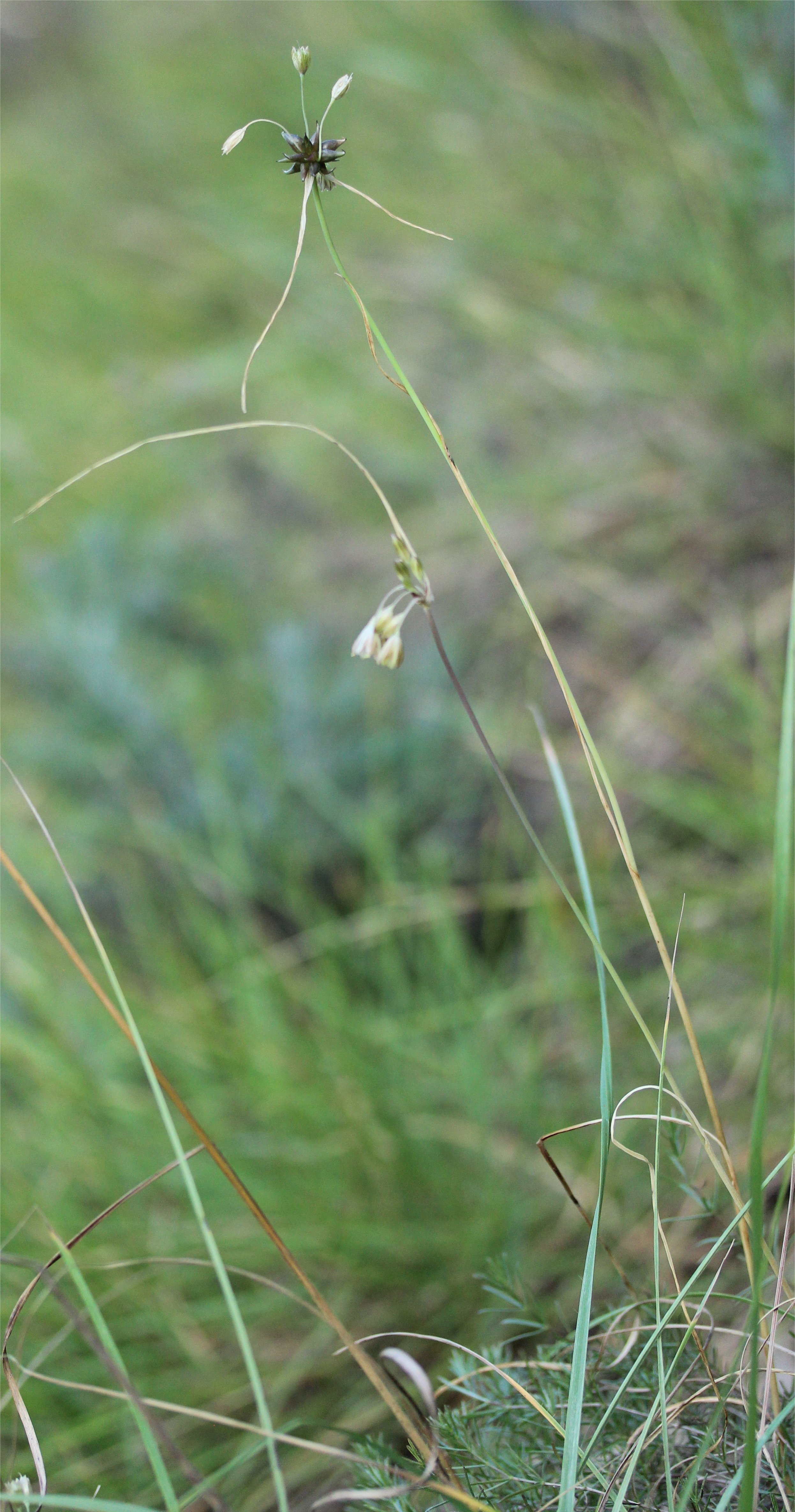 allium-oleraceum