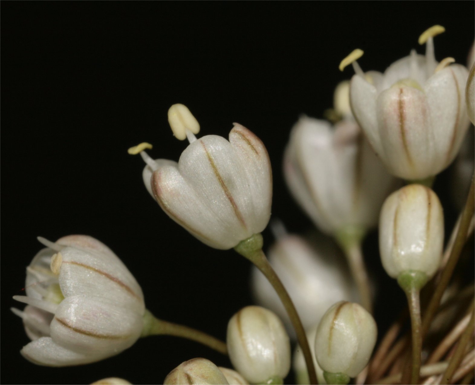 allium-pallens