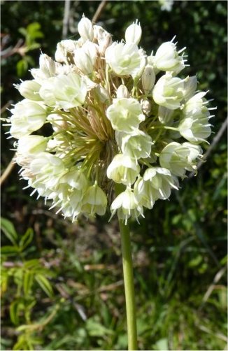 allium-pallens