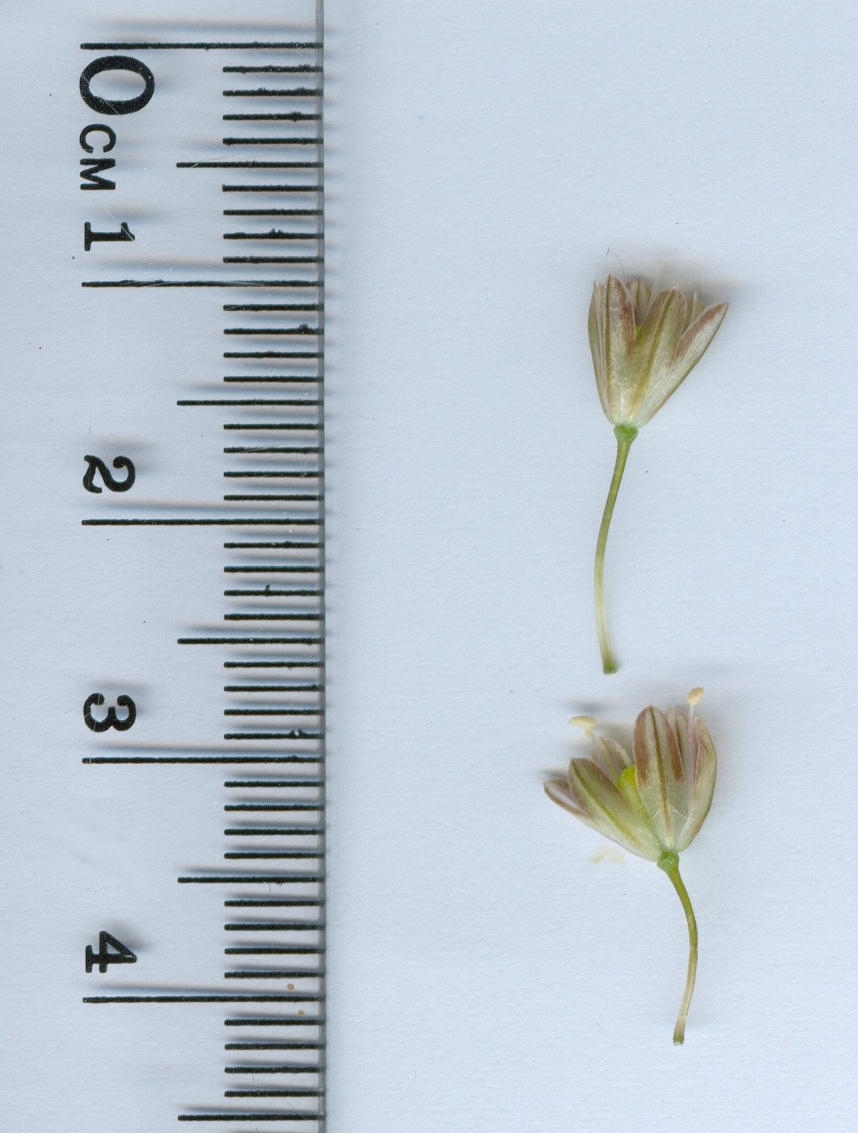 allium-paniculatum