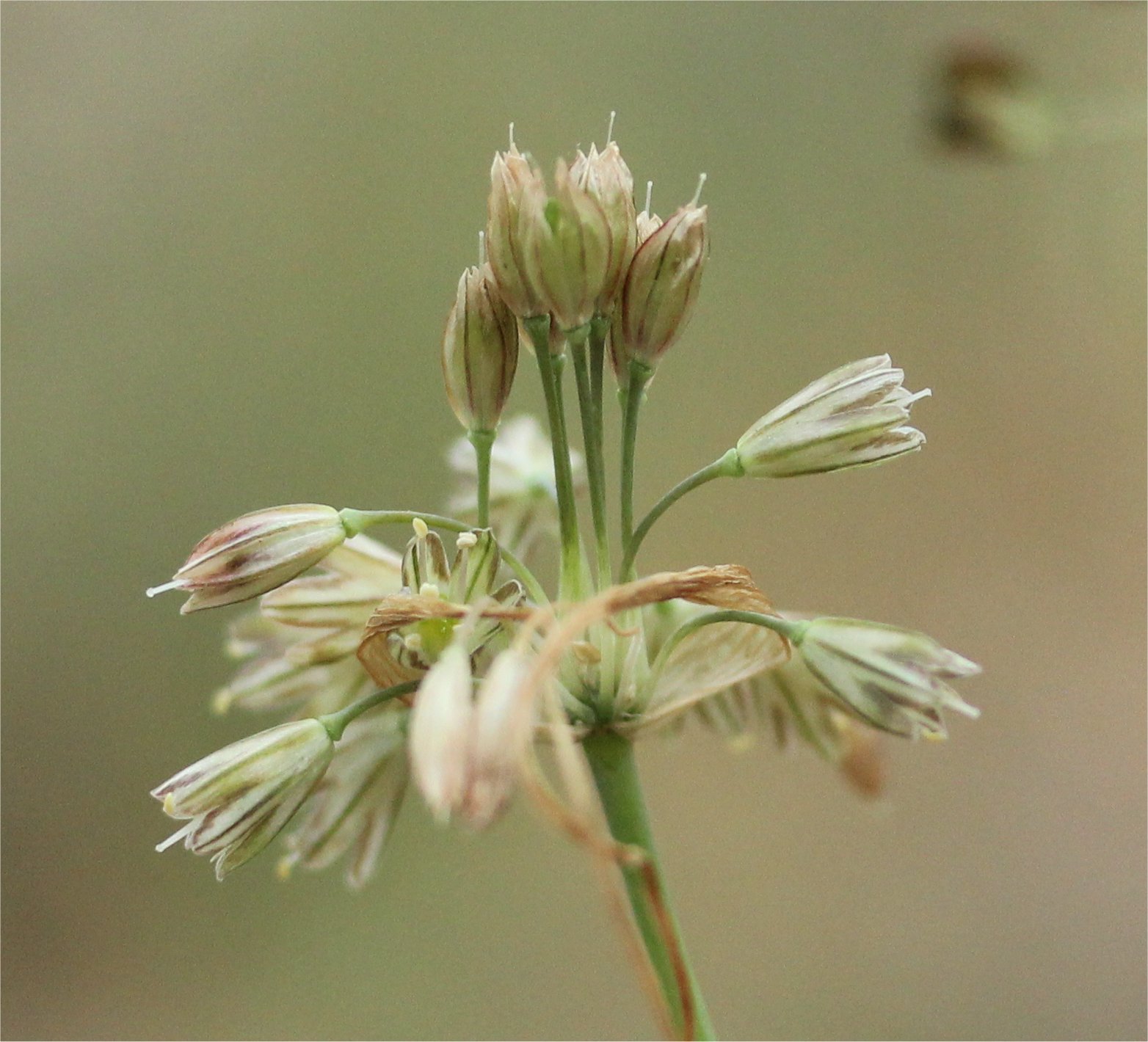 allium-paniculatum