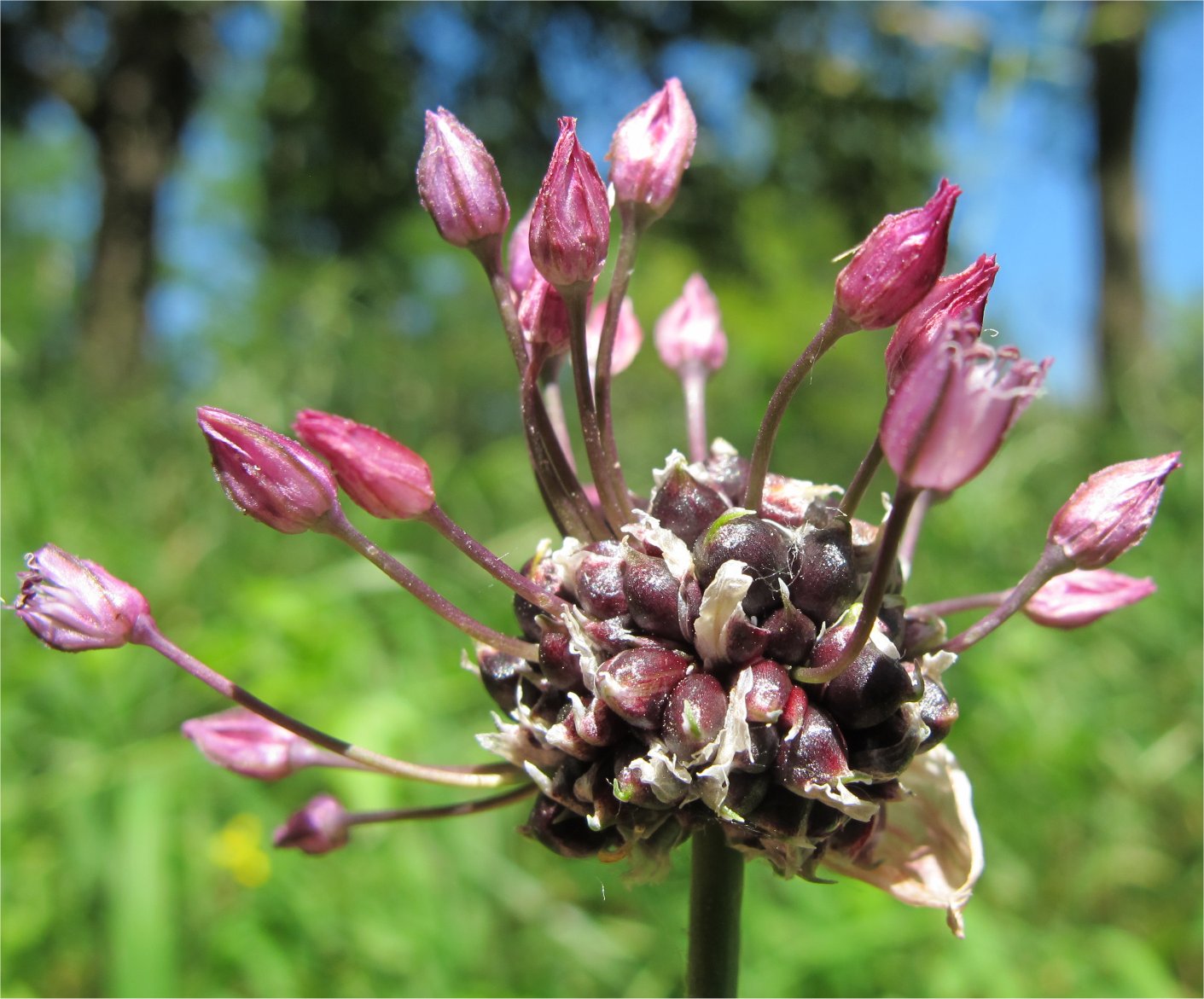 allium-scorodoprasum