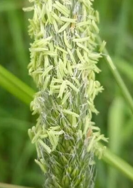 alopecurus bulbosus