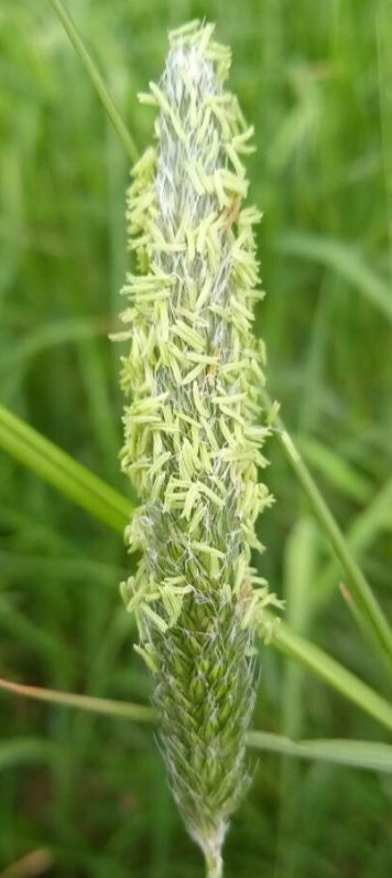 alopecurus bulbosus