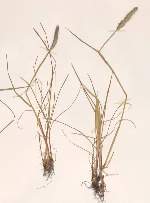 alopecurus bulbosus