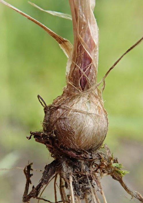 alopecurus bulbosus