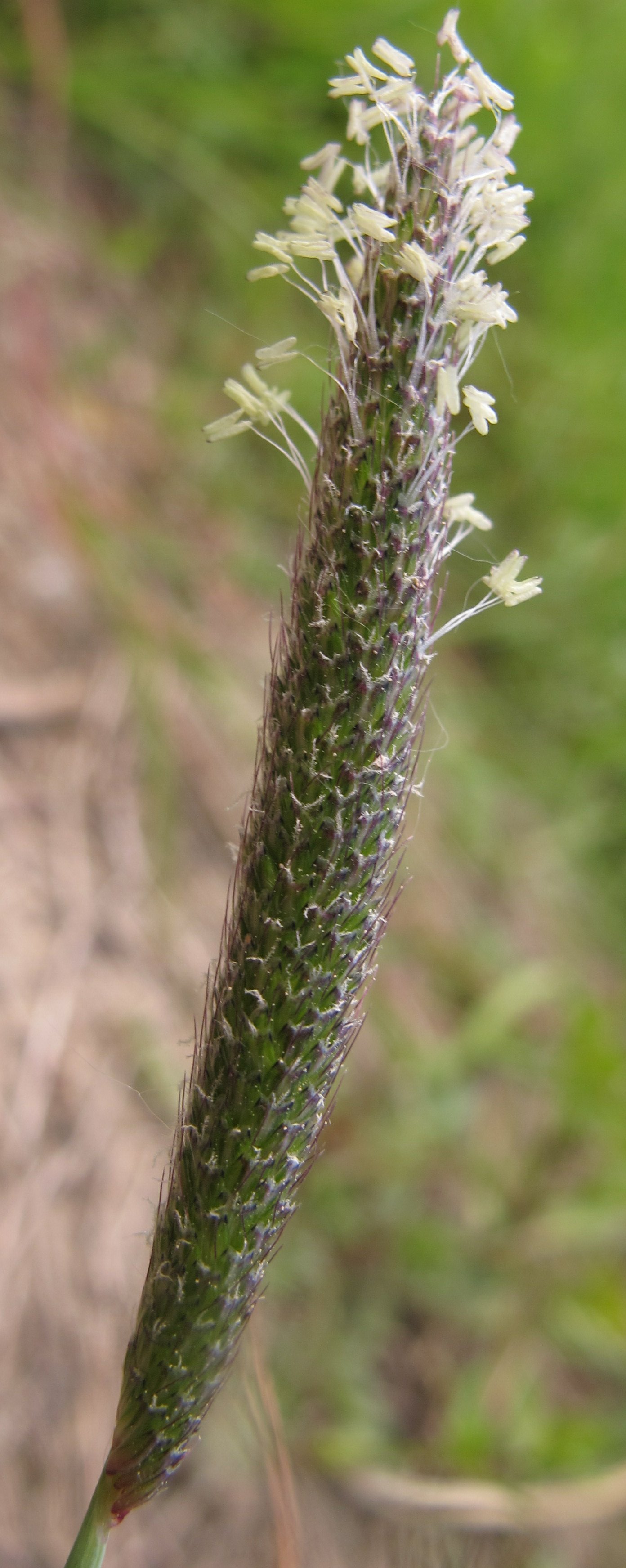 alopecurus geniculatus
