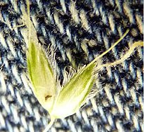 alopecurus geniculatus