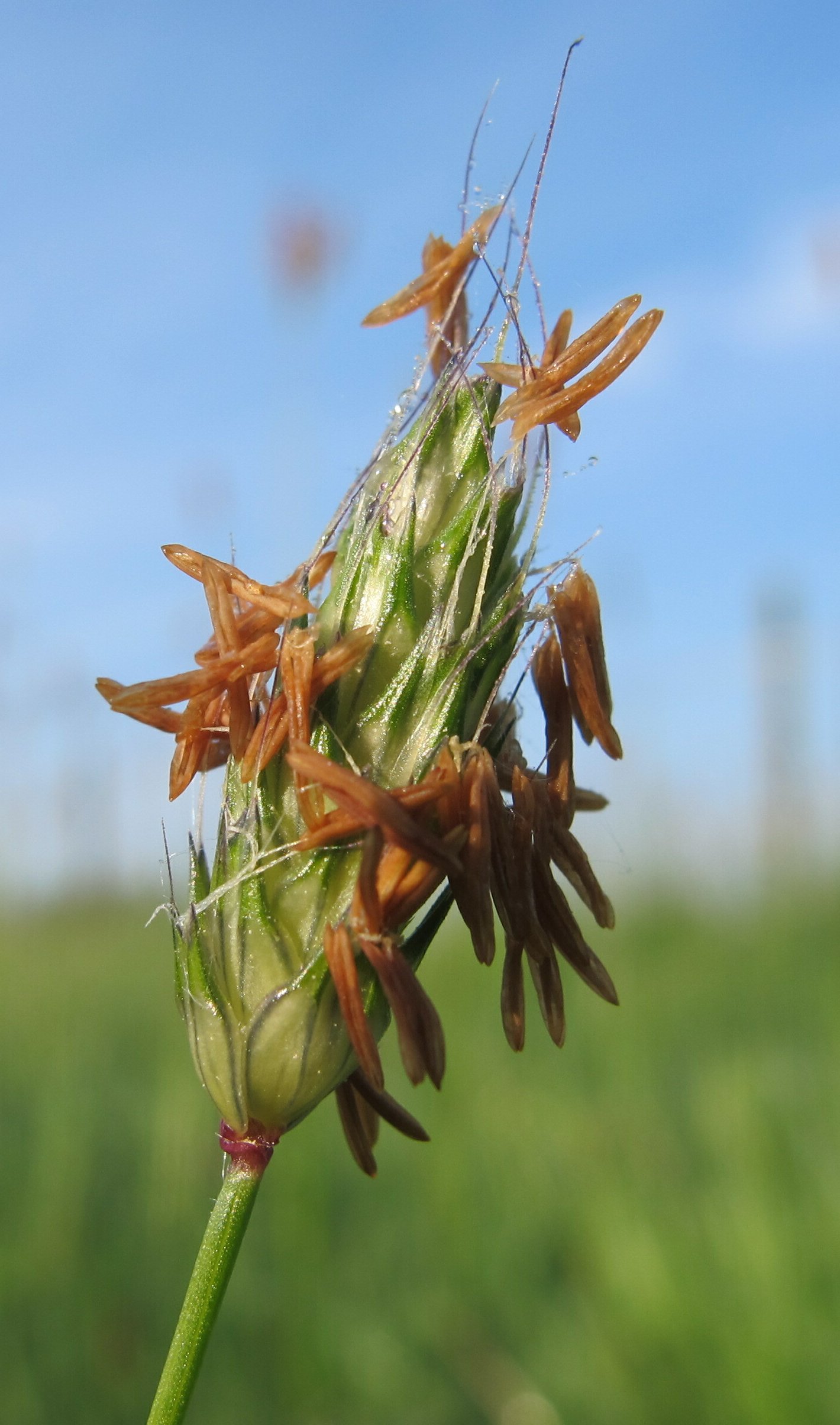 alopecurus rendlei