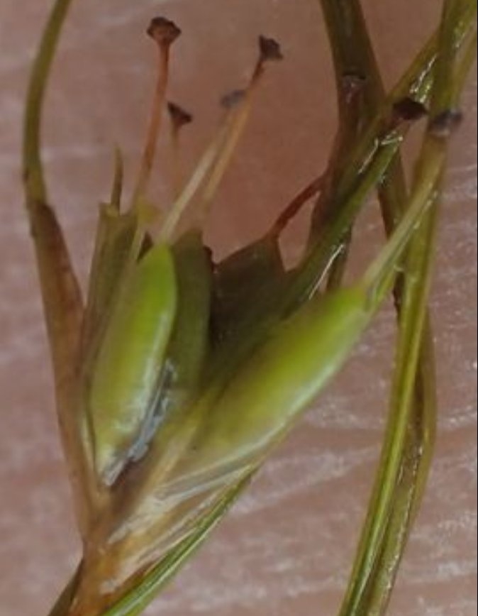 Althenia filiformisalthenia filiformis