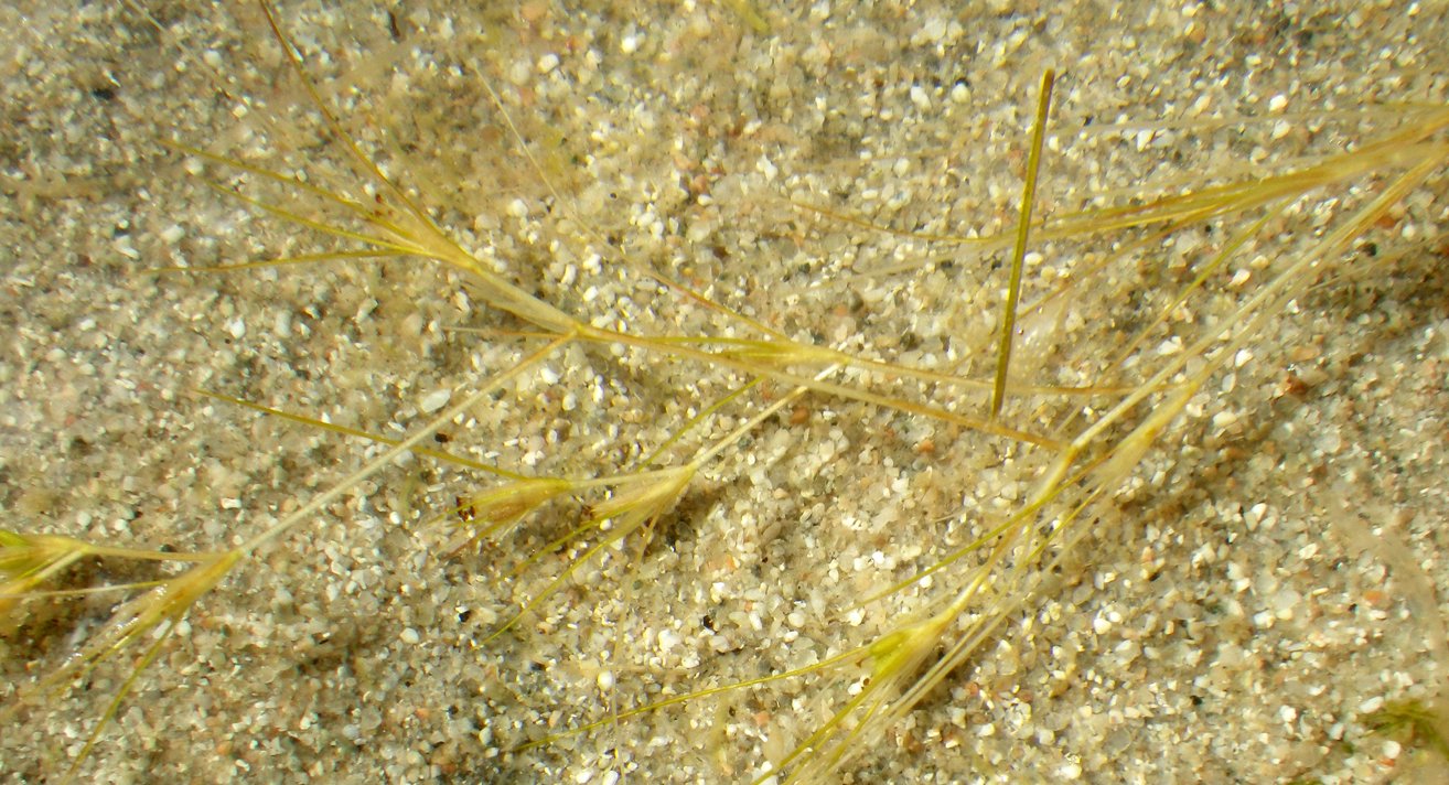 Althenia filiformisalthenia filiformis