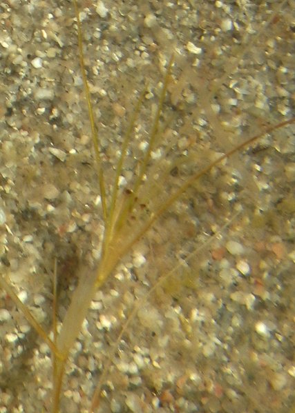 Althenia filiformisalthenia filiformis
