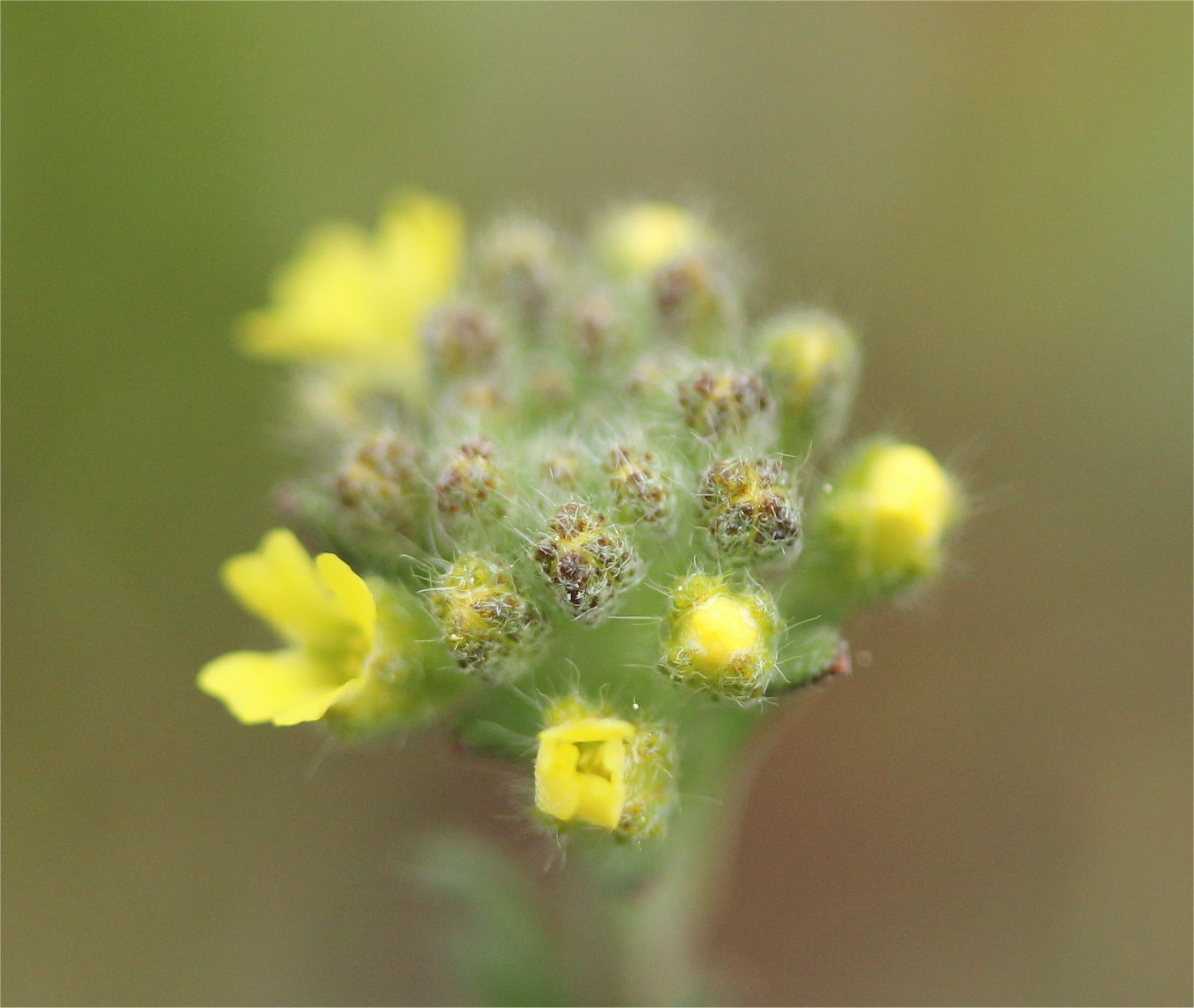 alyssum alyssoides