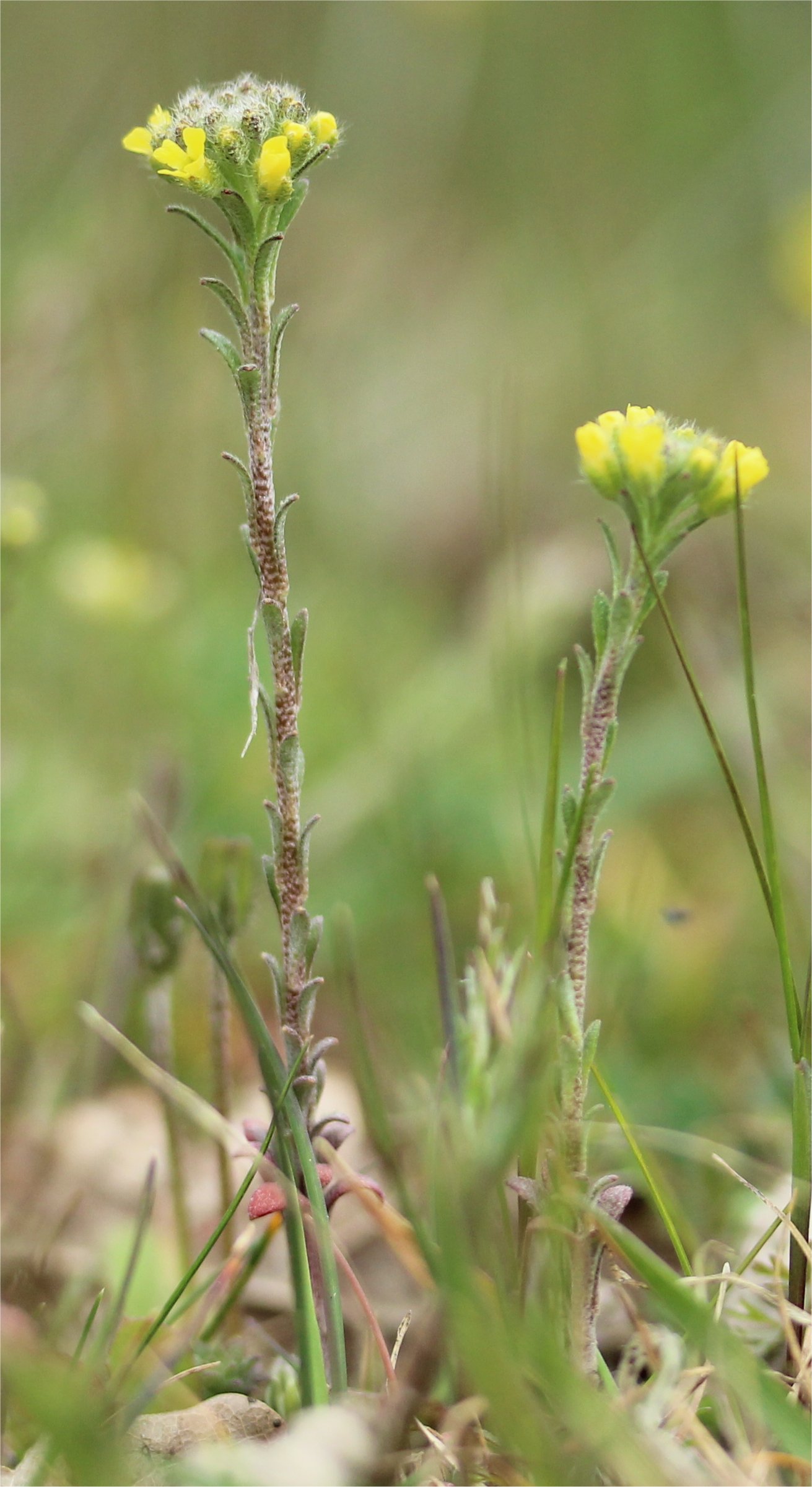 alyssum alyssoides