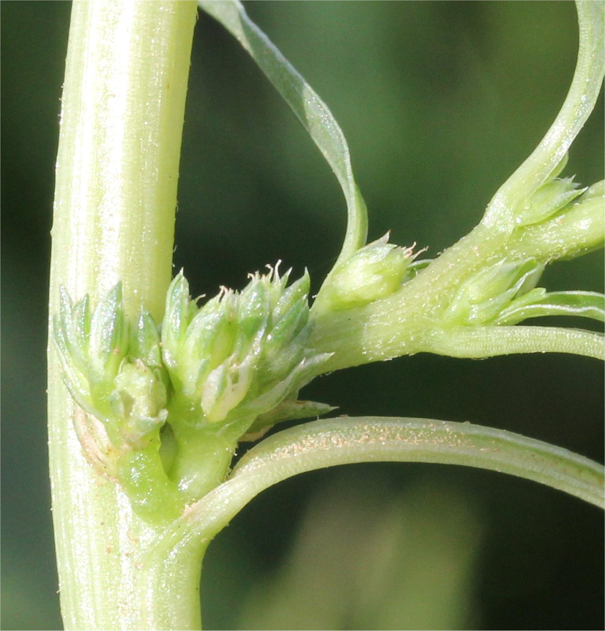 amaranthus blitoides