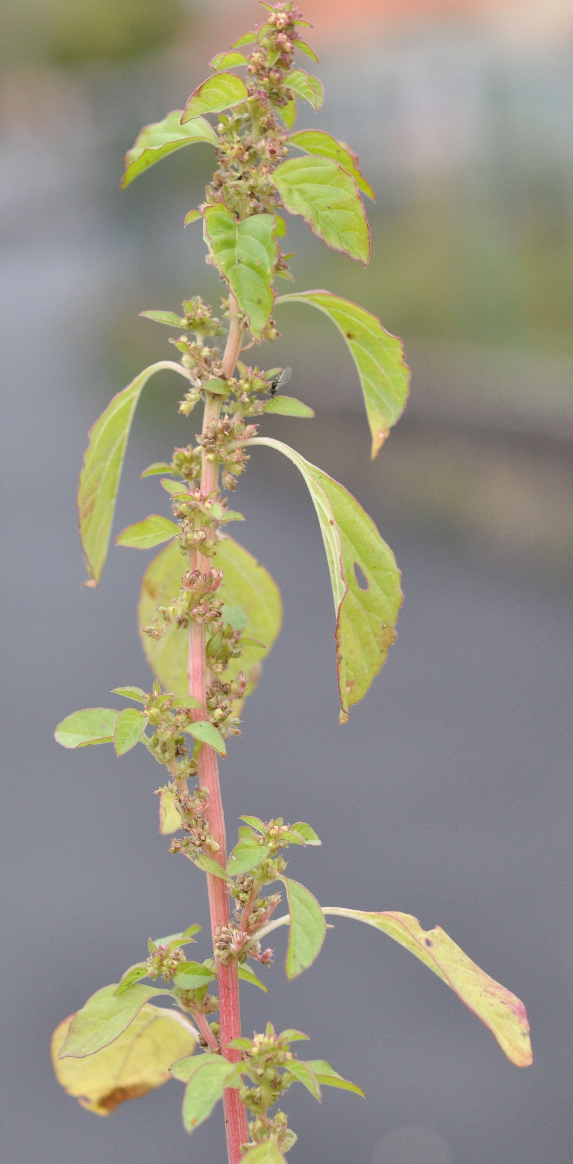 amaranthus graecizans