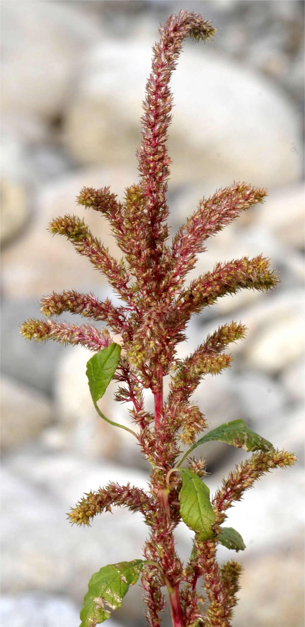 amaranthus hybridus