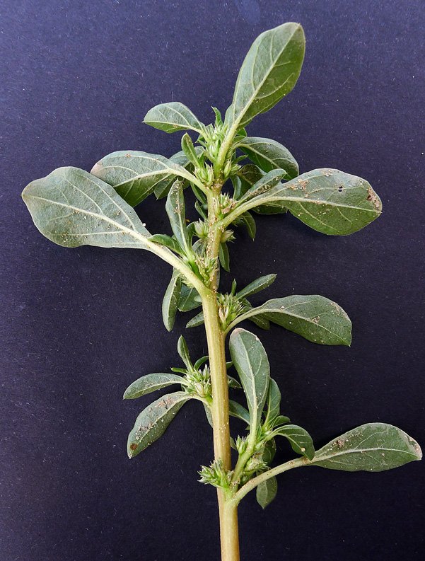 amaranthus blitoides