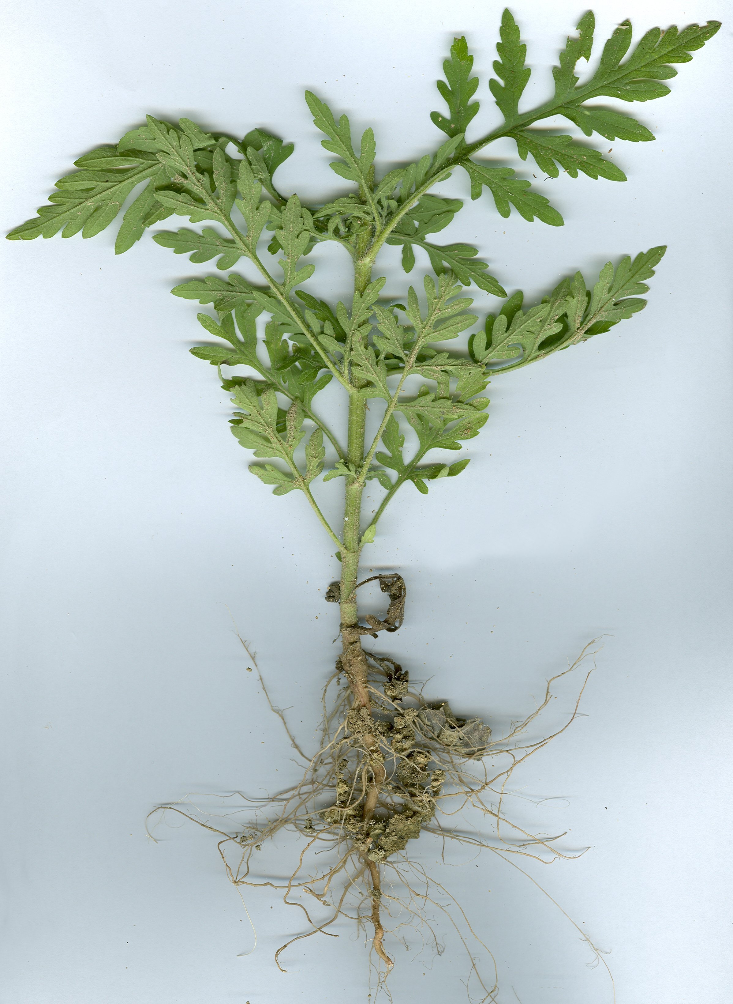 ambrosia artemisiifolia