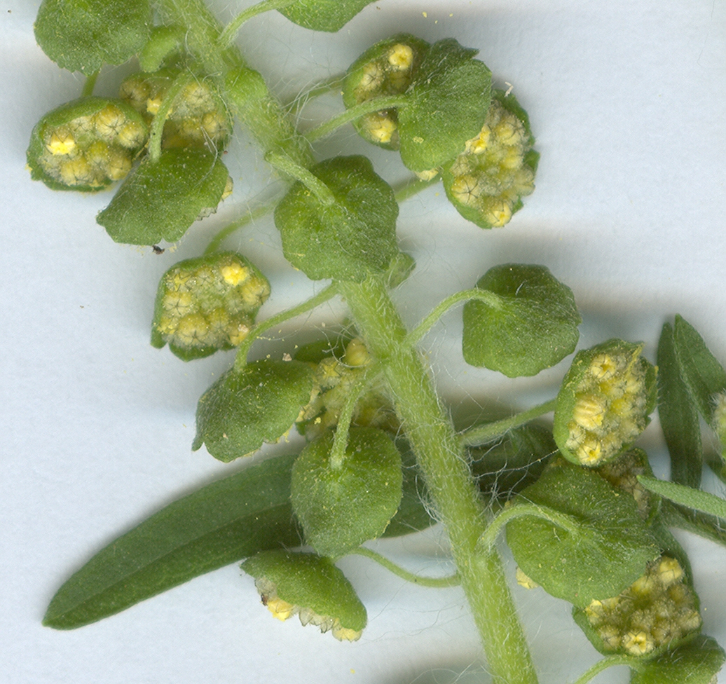 ambrosia artemisiifolia