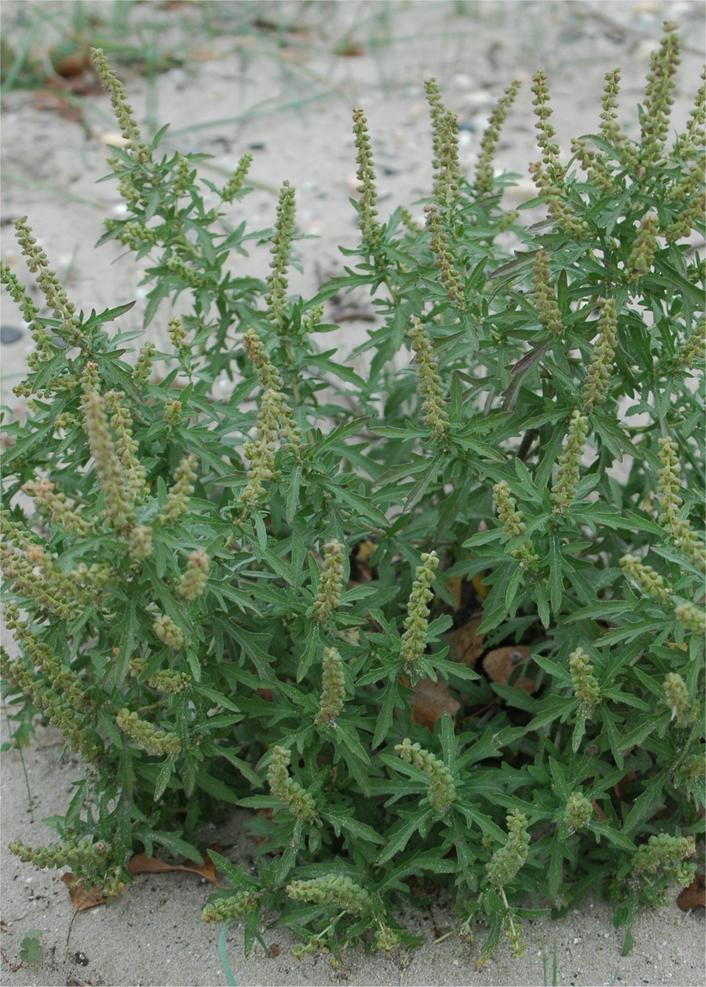 ambrosia coronopifolia