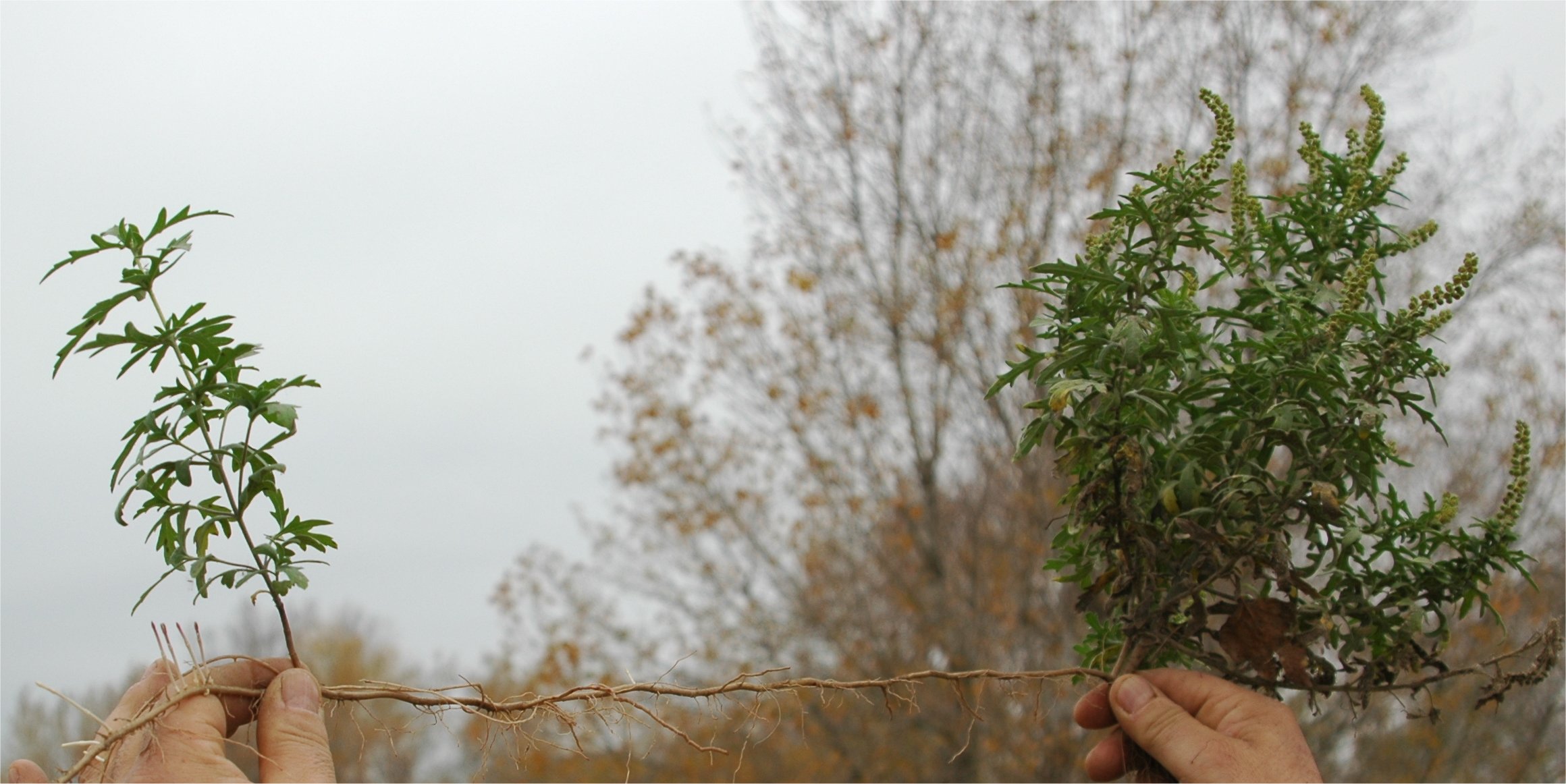 ambrosia coronopifolia