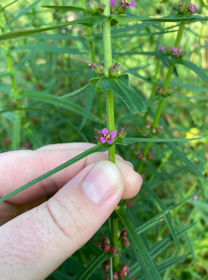 ammannia coccinea