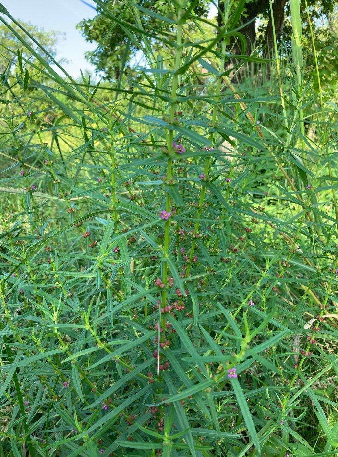 ammannia coccinea