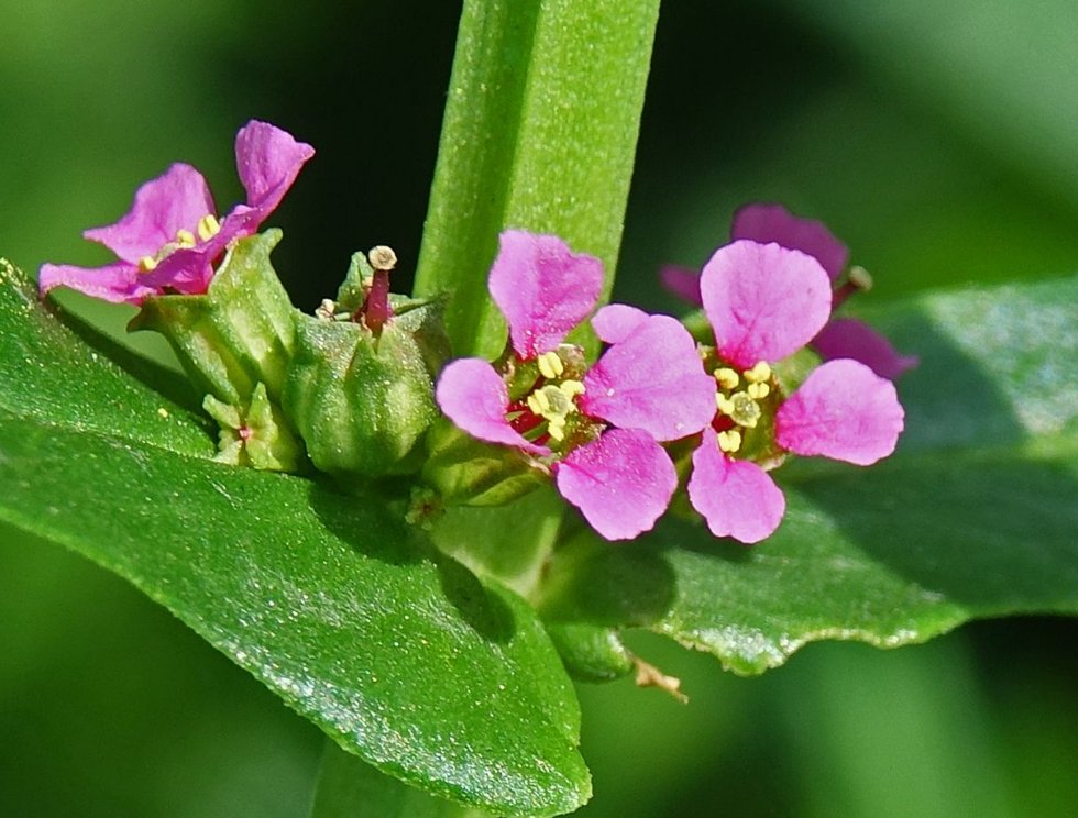 ammannia coccinea