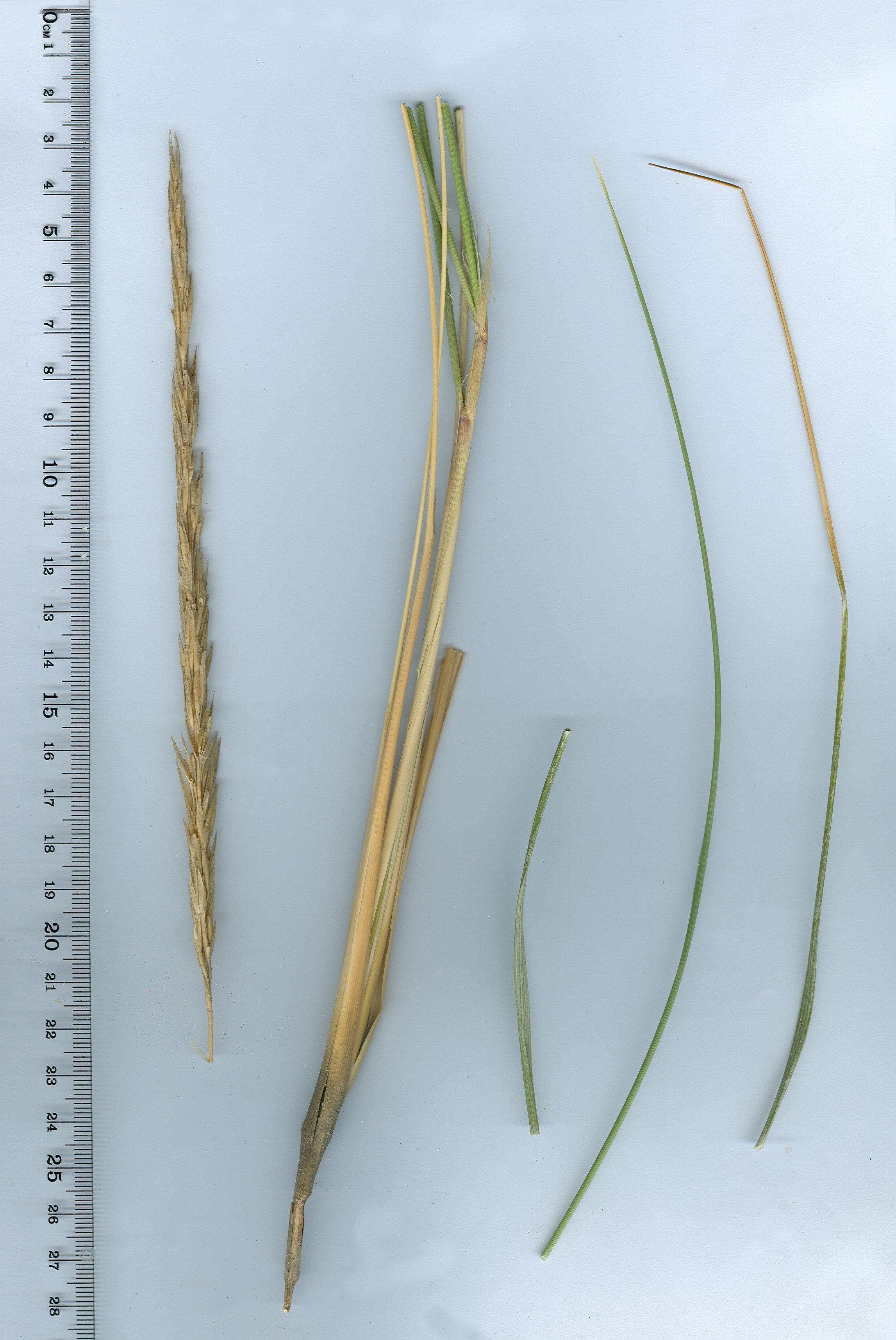 Ammophila arenaria subsp. Arundinaceaammophila arenaria