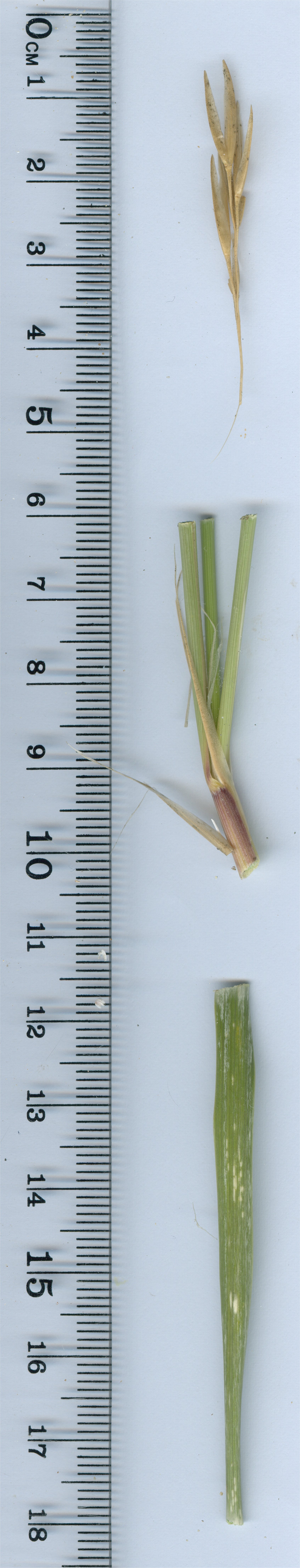 Ammophila arenaria subsp. Arundinaceaammophila arenaria