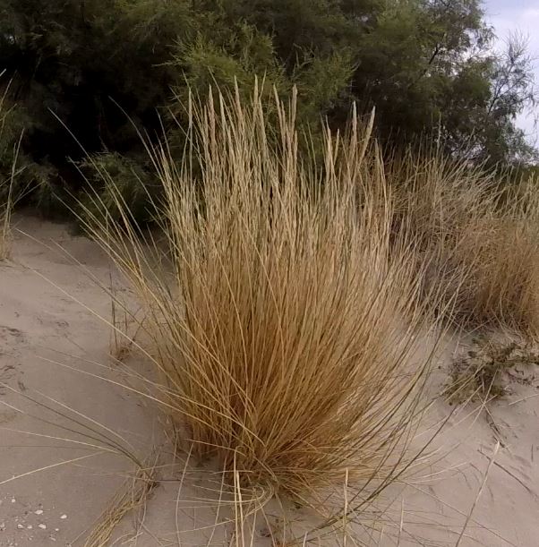 Ammophila arenaria subsp. Arundinaceaammophila arenaria