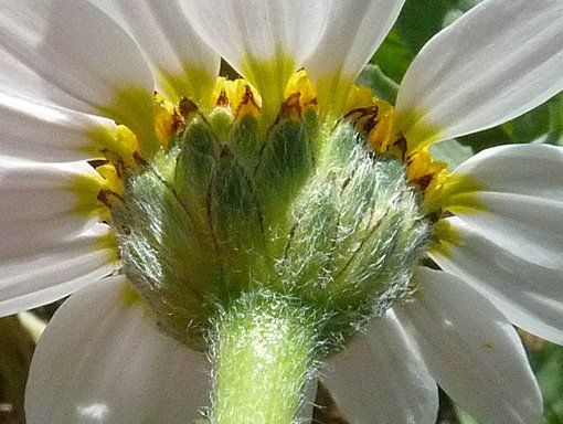 anacyclus clavatus