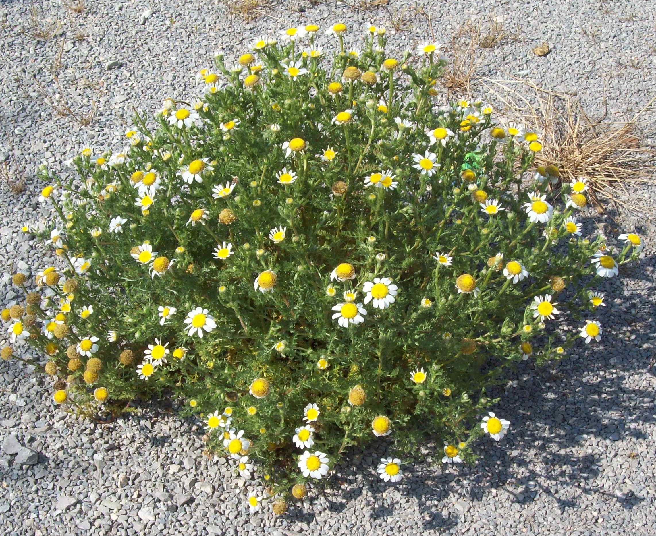 anacyclus clavatus